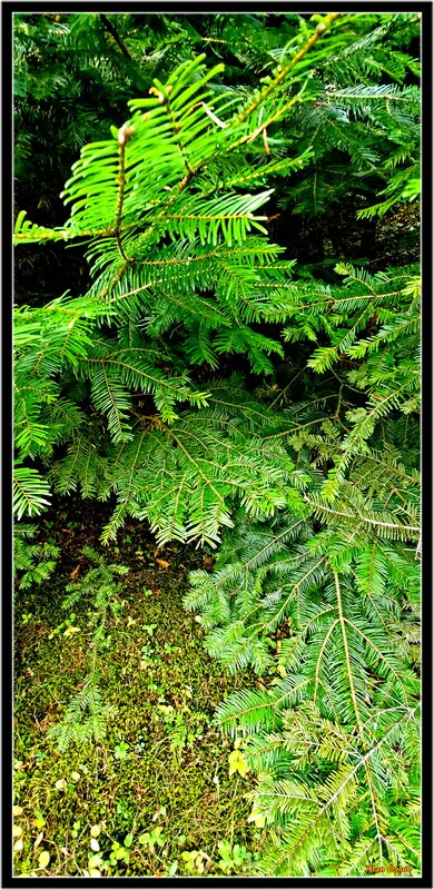Green pine tree branches with foliage.
