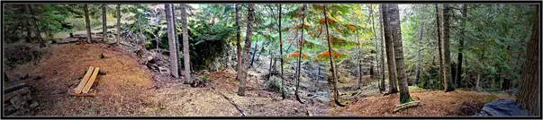 Forest clearing with scattered wooden benches.