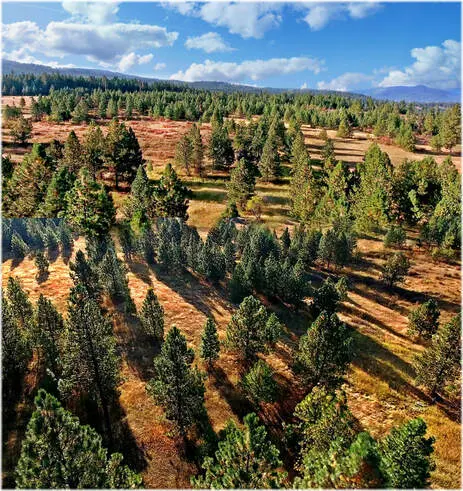 Forest landscape with trees and blue sky.