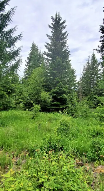 Lush green forest with tall pine trees.