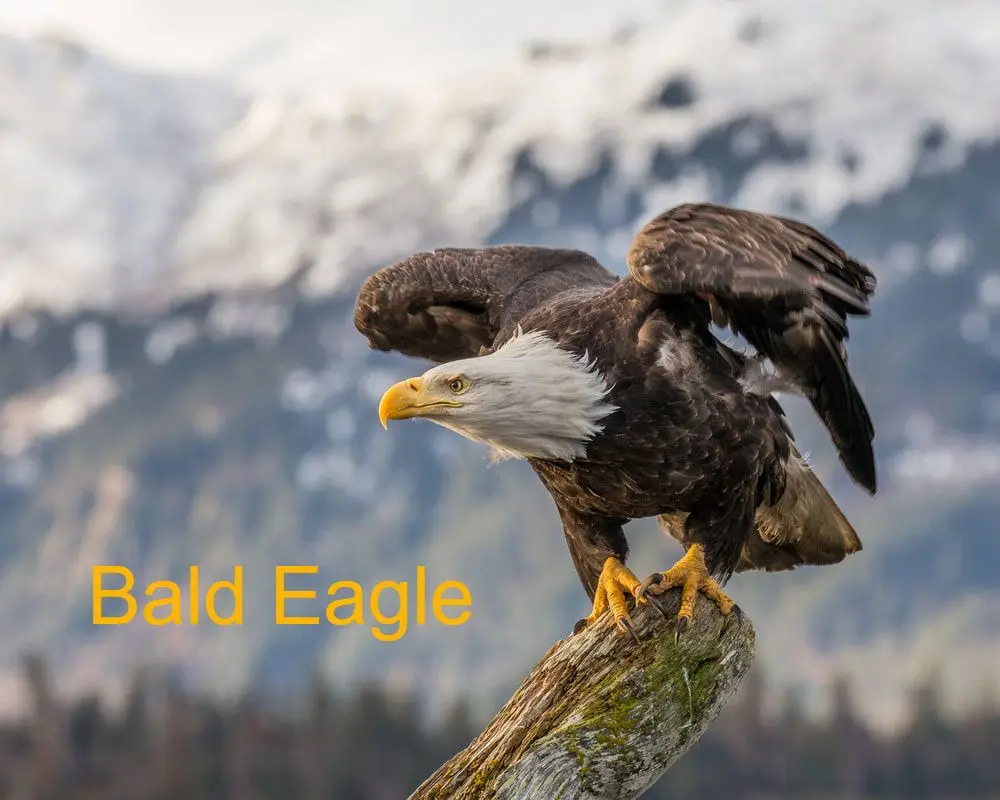 Bald eagle perched on a tree branch.