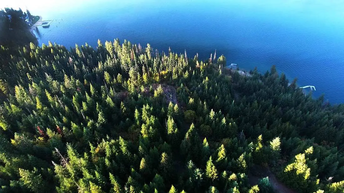 Aerial view of forest and lake.