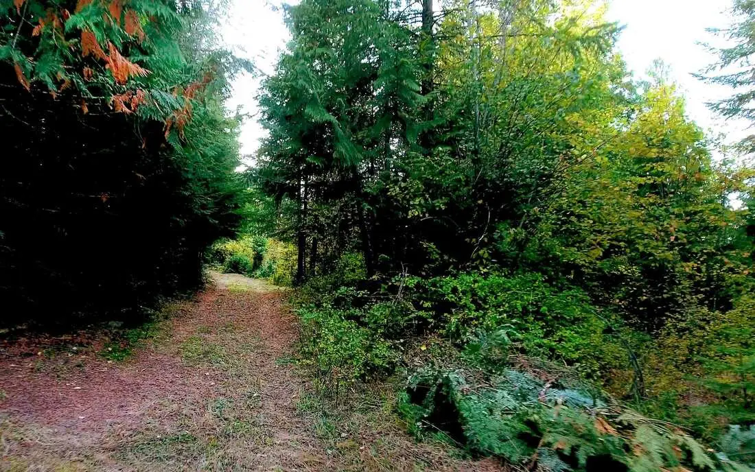 Forest path surrounded by dense green trees.