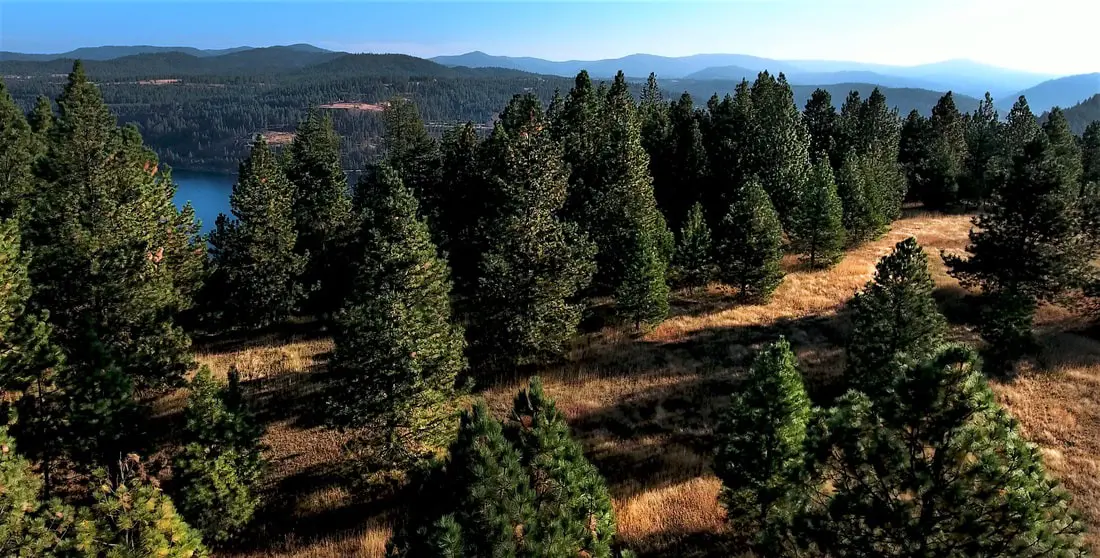 Forest landscape with distant mountains and lake.