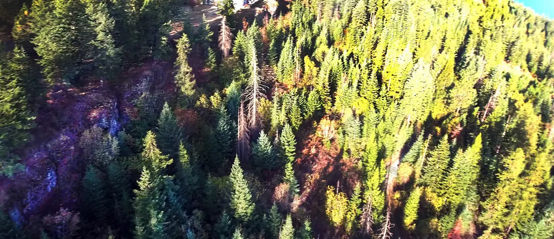 Aerial view of dense forest with sunlight.