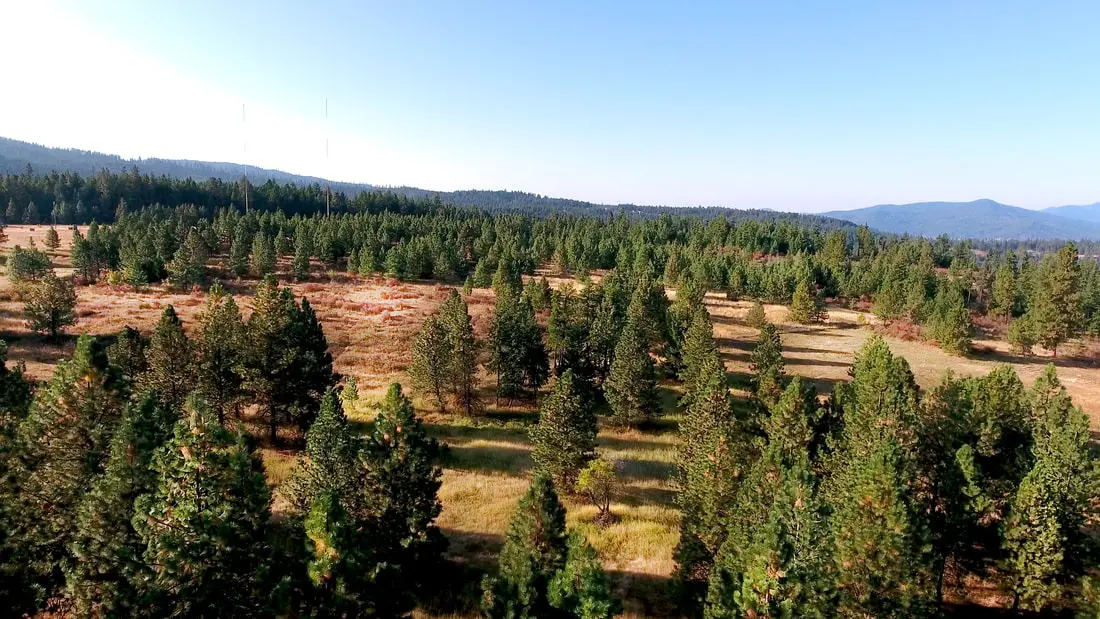 Forest landscape with trees and clear sky.
