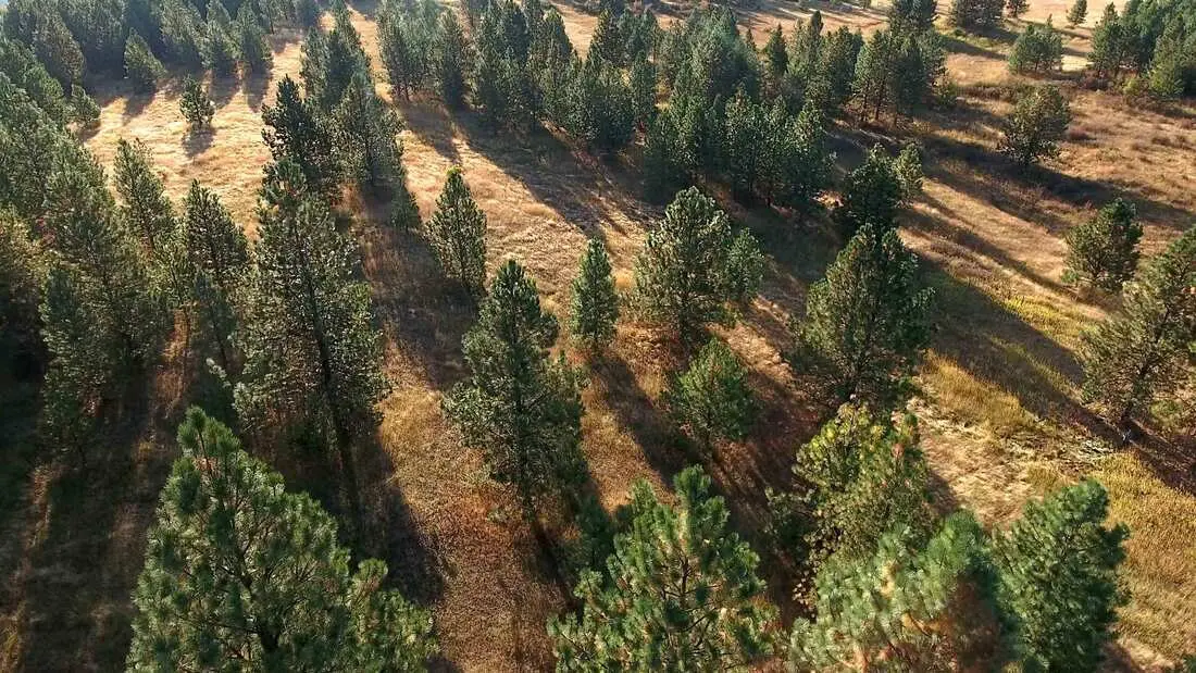 Aerial view of sunlit forest landscape.