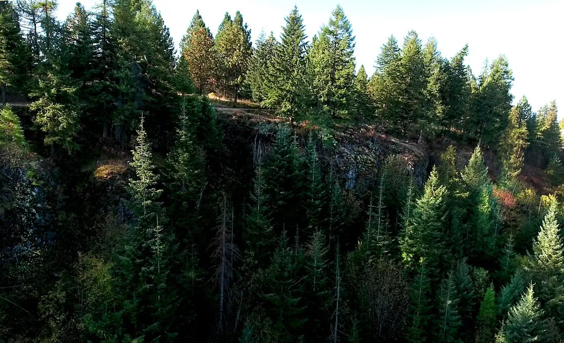 Dense forest with tall evergreen trees.