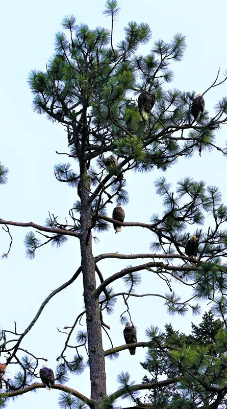 Eagles perched on tall pine tree branches.