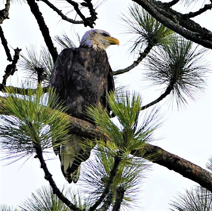 Bald eagle perched on pine tree branch.