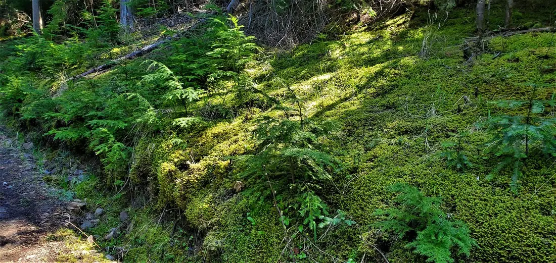 Forest path with lush green moss.