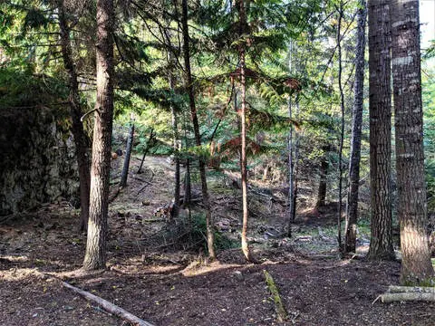 Forest with trees and scattered sunlight.