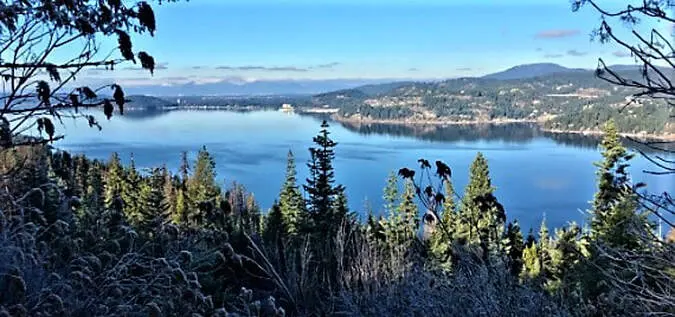 Evergreen-framed view of tranquil coastal bay