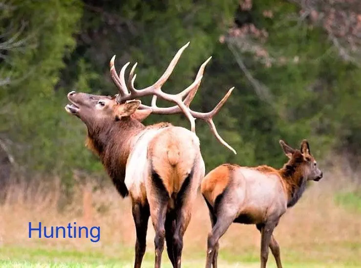 Two elk standing in a grassy field.