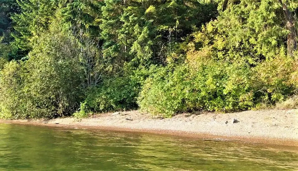 Forest shoreline with clear water.
