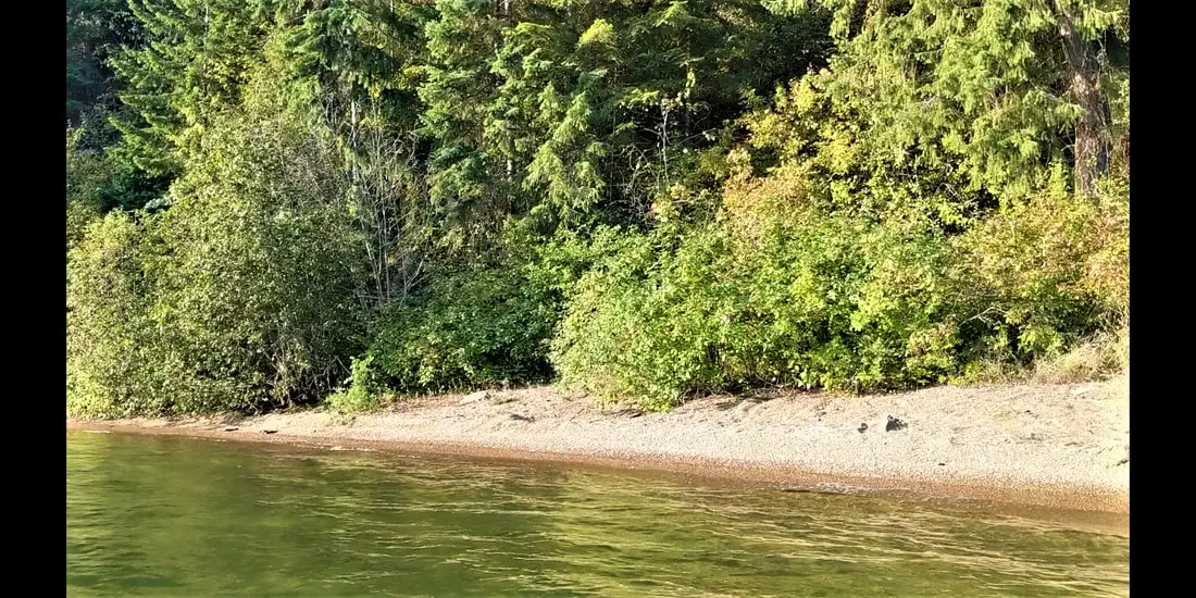 Lakeside with trees and sandy shore.