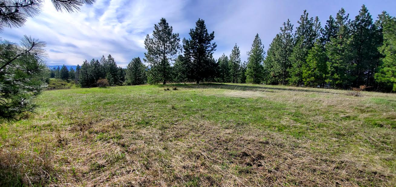 Grassy field with trees under cloudy sky.