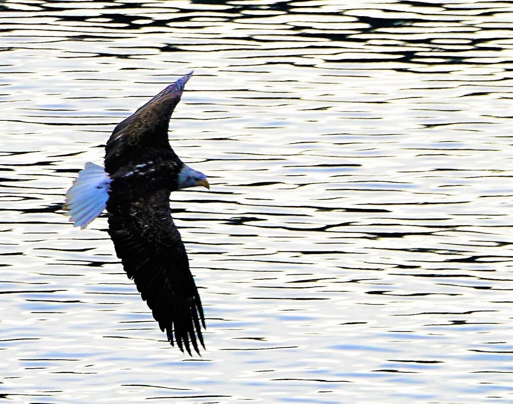 Eagle flying over rippling water.