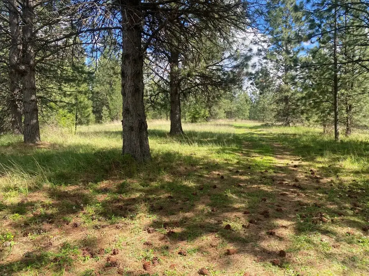 Sunlit pine grove with grassy forest floor