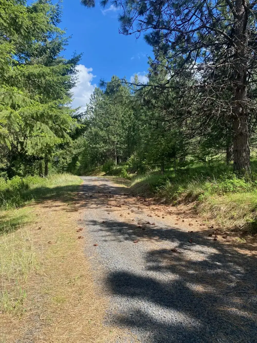 Sunlit gravel path through pine forest
